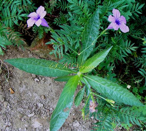  Flowering shoot